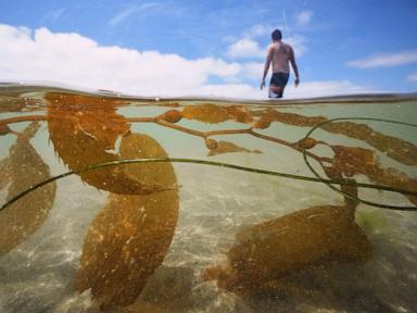Source-feed image associated with California officials allow plans for the country's biggest kelp farm to move forward