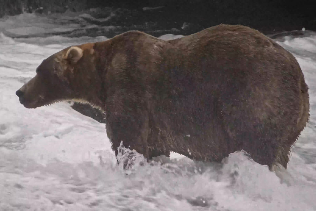 Image from linked report: Gentle giant Backpack declared winner of Alaska's Fat Bear Week