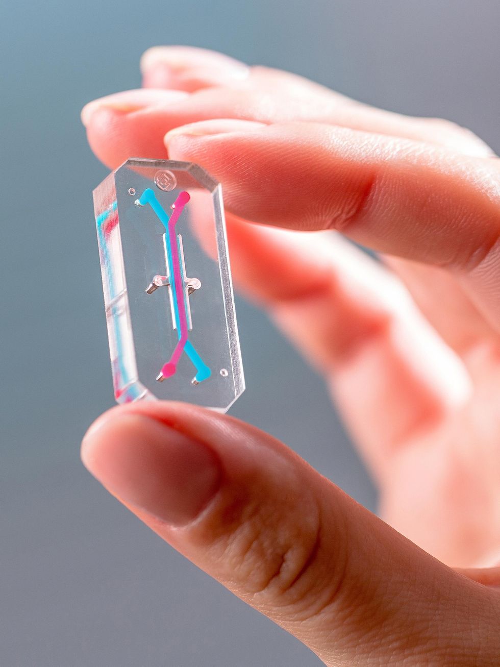 Image from linked report: Tech to Replace Animal Testing Is Almost Ready. Scientists Are Not