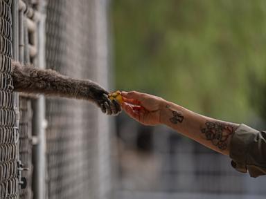 Source-feed image associated with How a sanctuary outside LA has cared for rare, endangered gibbons for a half-century