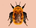 Source-feed image associated with ‘Panda of the insect world’: the moscardón bumblebee creates buzz for invertebrate of the year