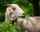 Source-feed image associated with Goats can find food by following a human voice, study finds