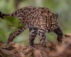 Image from linked report: Week in wildlife: a tiny tiger-cat, backyard bears and a frilly pink sea cucumber