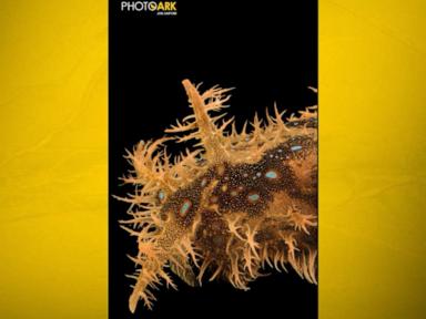 Source-feed image associated with WATCH: Nat Geo’s 'Moment on the Earth' spotlights the shaggy sea hare