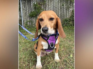 Image from linked report: WATCH: Finding new homes for rescued beagles