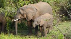 Image from linked report: Elephants use medicinal plants to treat themselves, researchers find