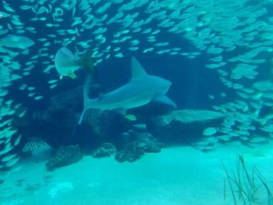 Source-feed image associated with WATCH: Man bitten in leg by shark while swimming off Key West, Florida