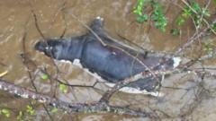 Source-feed image associated with Zambians warned not to eat dead wildlife after anthrax kills dozens of animals