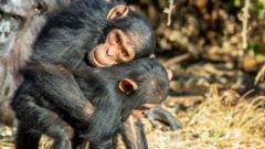 Source-feed image associated with Great Apes kiss and cuddle to keep the peace, says study