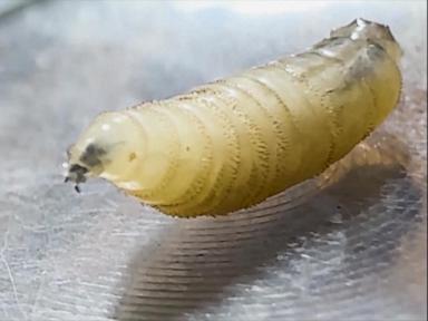 Source-feed image associated with WATCH: Flesh-eating screwworm detected in Texas for 1st time in decades