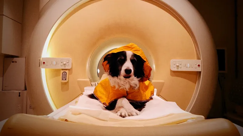Source-feed image associated with Sad or afraid? Dogs may be able to read your face