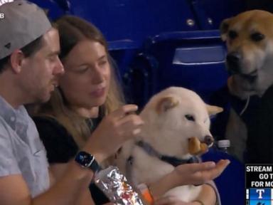 Source-feed image associated with WATCH: Dog envies other dog eating frankfurter