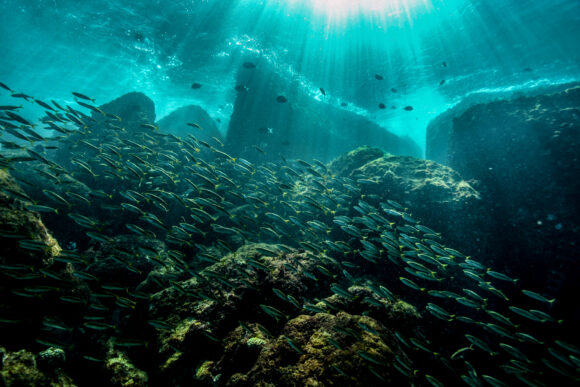 Source-feed image associated with Scientists Found the Coral Reefs That Can Survive Climate Change