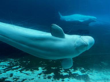 Source-feed image associated with Canadian government endorses a plan to move whales from shuttered Marineland park to US and Spain