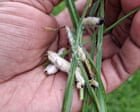 Source-feed image associated with Halting the march of the African armyworm: a natural cure offers hope to farmers