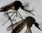Source-feed image associated with Invasive tropical mosquito found breeding in east London