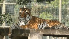 Image from linked report: Wildlife park remains closed after fatal tiger attack