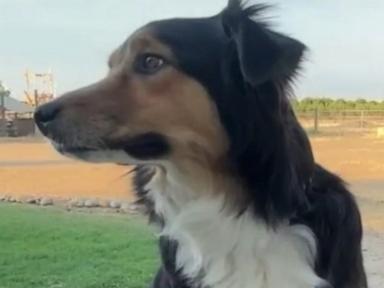 Source-feed image associated with WATCH: Dog reunited with family after 10 days