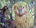 Source-feed image associated with Kākāpō rising: 90 chicks swell population of the world’s heaviest parrot