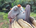 Image from linked report: Bats originated in Europe, rewriting mammals’ family tree, study reveals