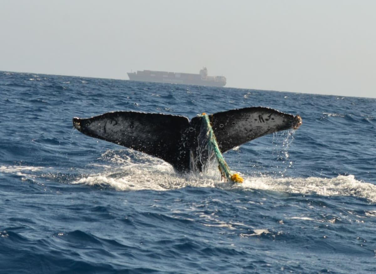Image from linked report: Biologists fear for humpback whale seen entangled in fishing gear near San Pedro
