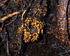 Source-feed image associated with Subterranean fungi networks more than 100 quadrillion km in length, study finds