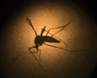 Source-feed image associated with Google wants to release 32 million sterile mosquitoes. Our Australian tests offer a valuable lesson | Nigel Beebe for the Conversation