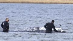 Source-feed image associated with Dead whale towed ashore in Denmark ahead of autopsy