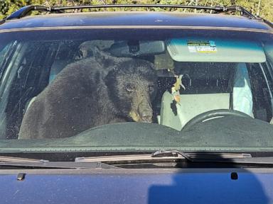 Source-feed image associated with Parched summer in Rockies sends bears into urban areas and confrontations with people