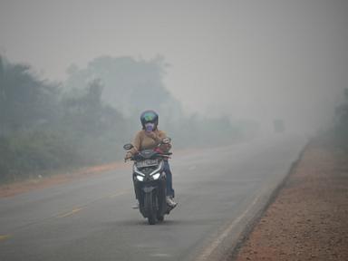 Image from linked report: Wildfires threaten Indonesia's orangutans as rescuers find injured animals
