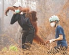 Image from linked report: The week in wildlife: a rescued orangutan, the chonkiest bear and a barn owl’s triumph