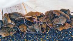 Source-feed image associated with 'It's like a decaying body': Australian farmers battle mouse plague