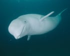 Source-feed image associated with Could humans ever communicate with whales? - video