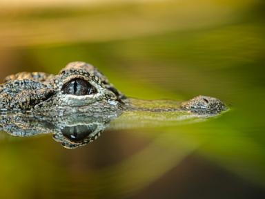 Source-feed image associated with Woman bitten by alligator while swimming in river