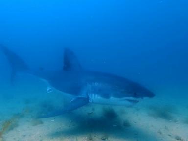 Image from linked report: WATCH: Nat Geo catches rare great white shark moment on camera