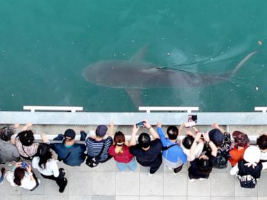 Image from linked report: South Korea embraces shark slowly circling a canal in the country's biggest port city