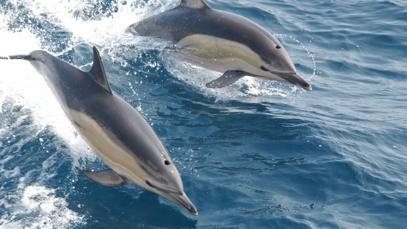 Source-feed image associated with ‘Forever chemicals’ could be aging dolphins beyond their years