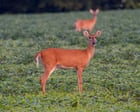 Source-feed image associated with Specieswatch: Wild deer release millions of tonnes of methane a year