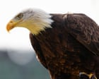 Source-feed image associated with Canada saved the bald eagle from near extinction in the US – does the White House know?