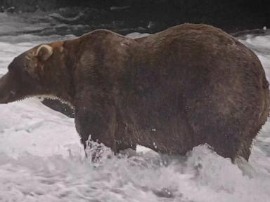 Image from linked report: Gentle giant Backpack declared winner of Alaska's Fat Bear Week