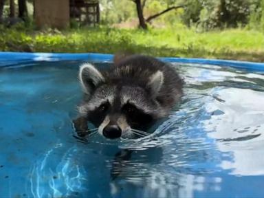 Image from linked report: WATCH: Woman launches 'boot camp' for rescued raccoons