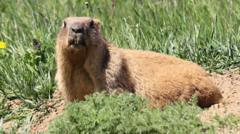 Source-feed image associated with Marmots facing money troubles turn to OnlyFans