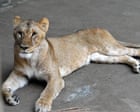Source-feed image associated with Three lions die of suspected heatstroke at Tokyo zoo as Japan swelters