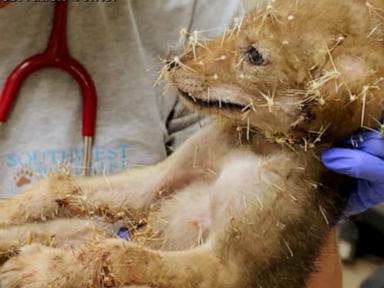 Source-feed image associated with WATCH: Coyote pup recovers after cactus calamity