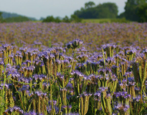 Image from linked report: Illinois Launches Cover Crop Insurance Savings Program for 2027