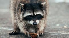Source-feed image associated with How Jimothy the raccoon became the internet's latest animal obsession