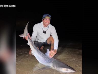 Source-feed image associated with WATCH: Tiger sharks spotted off New England coast