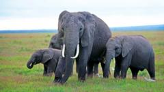 Source-feed image associated with Mysterious elephant deaths in Kenya raise questions around pesticides