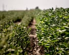 Image from linked report: US environment agency let Bayer pick regulations for destructive weedkiller, documents show