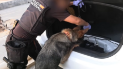 Source-feed image associated with Spanish police arrest 78 people in bust of 'one of largest' smuggling networks